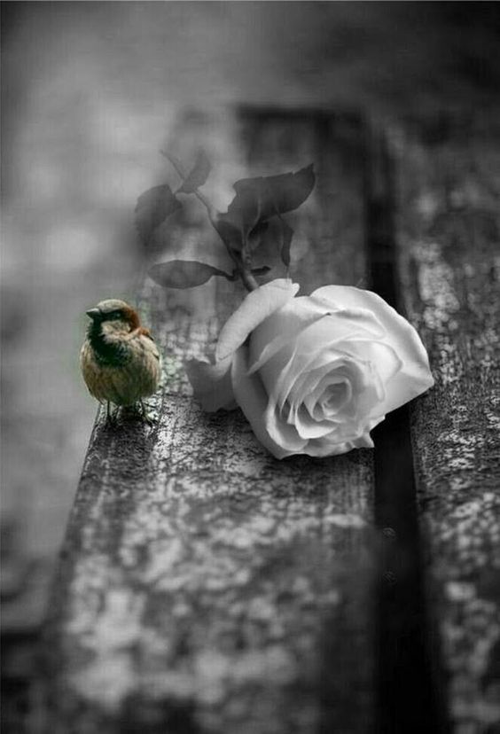 Nasıl üşüyorum bir bilsen
Gül gibi kokan tenini hatırlıyorum
Isınıyorum
Nasıl yalnızım bir görsen
Serçe gibi atan kalbini duyorum
Çoğalıyorum..
Gel artık
Tükeniyorum...
Bir duysan...
İsmet Zeren