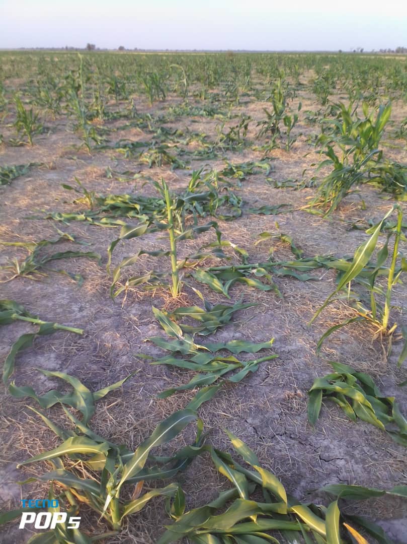 jkaldaoussa's tweet photo. Mayo-Danay
Un troupeau d'éléphants a détruit près de 20 ha de cultures mil de contre saison dans le village Maldi, à 20 km de Yagoua dans la nuit du 4 au 5 janvier 2022. https://t.co/QViBpw3Brp