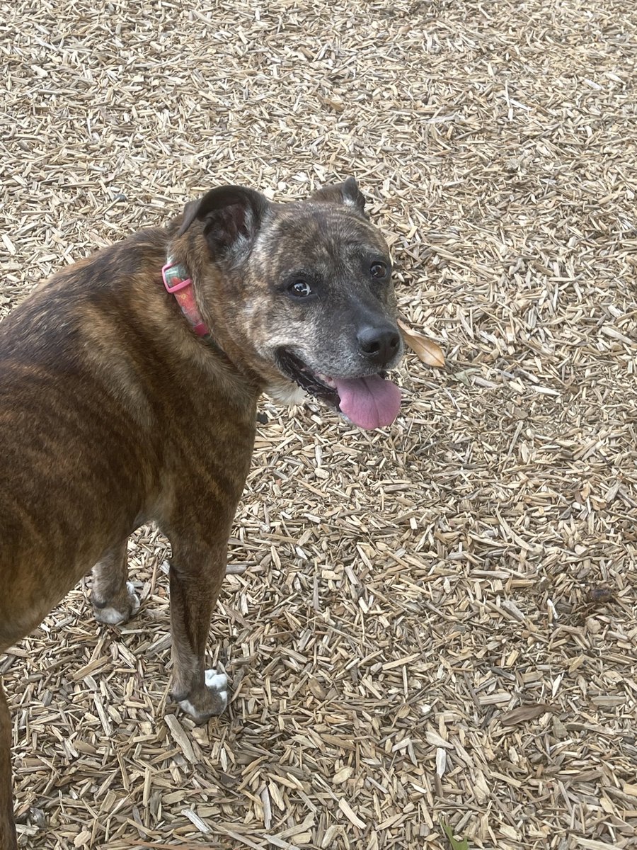gregdas's tweet photo. @sleepisocialist Pet pics to battle the void! This is Nova. She loves naps and chasing squirrels. https://t.co/Z15m2iE2XV