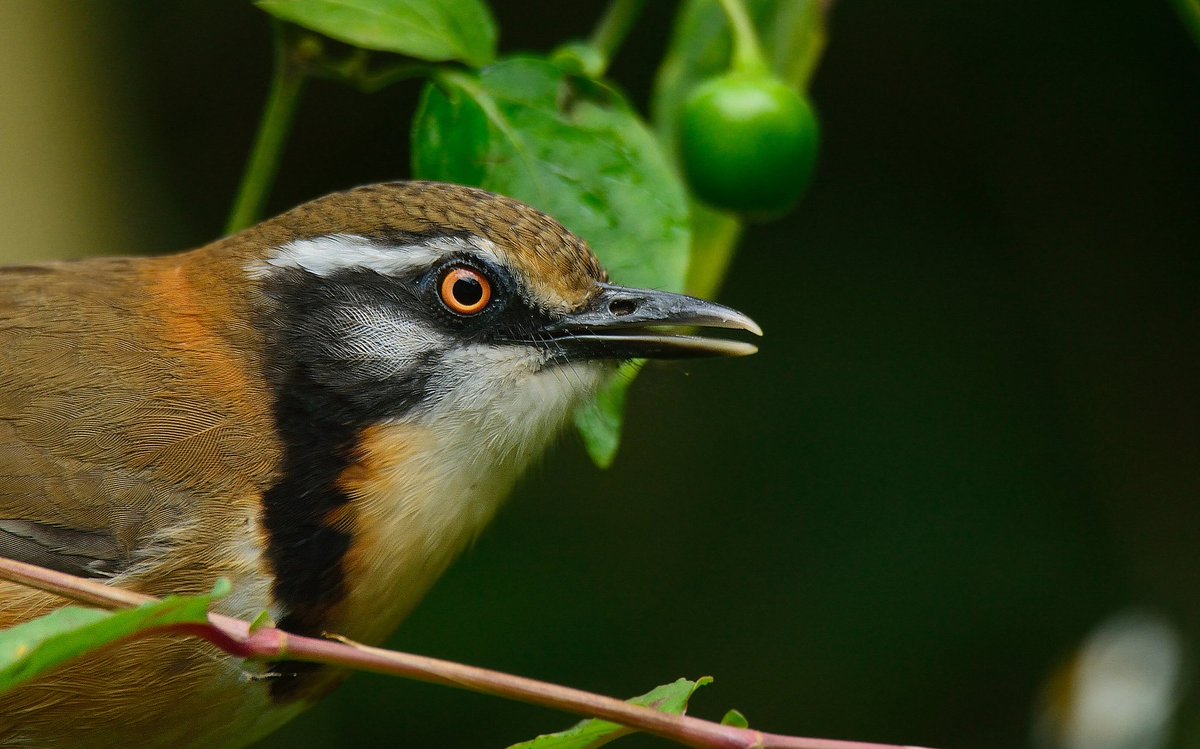 Rozan_Dhungel's tweet photo. Lesser Necklaced Laughingthrush (Garrulax monileger)

2021
East Sikkim, India 

#say_no_plastic #sikkim #sikkim_birds #rozan_dhungel #nature #birds #ebird_sikkim https://t.co/c7006lDk7Z