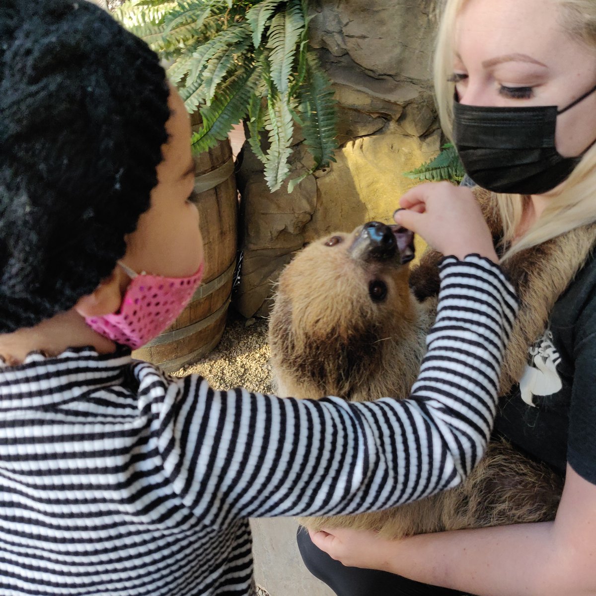 LunarphaseG's tweet photo. For me the highlight of the trip was the Sonoma Sloth house where We got to feed a couple of sloths, hold an armadillo, touch a caymen, and I got a Selfi with an Indri Lemur!
#sloths #armadillo #caymen #indrilemur #streamer #vacation #familytime #familyvacation #vacation https://t.co/3o8j8W2ZHD
