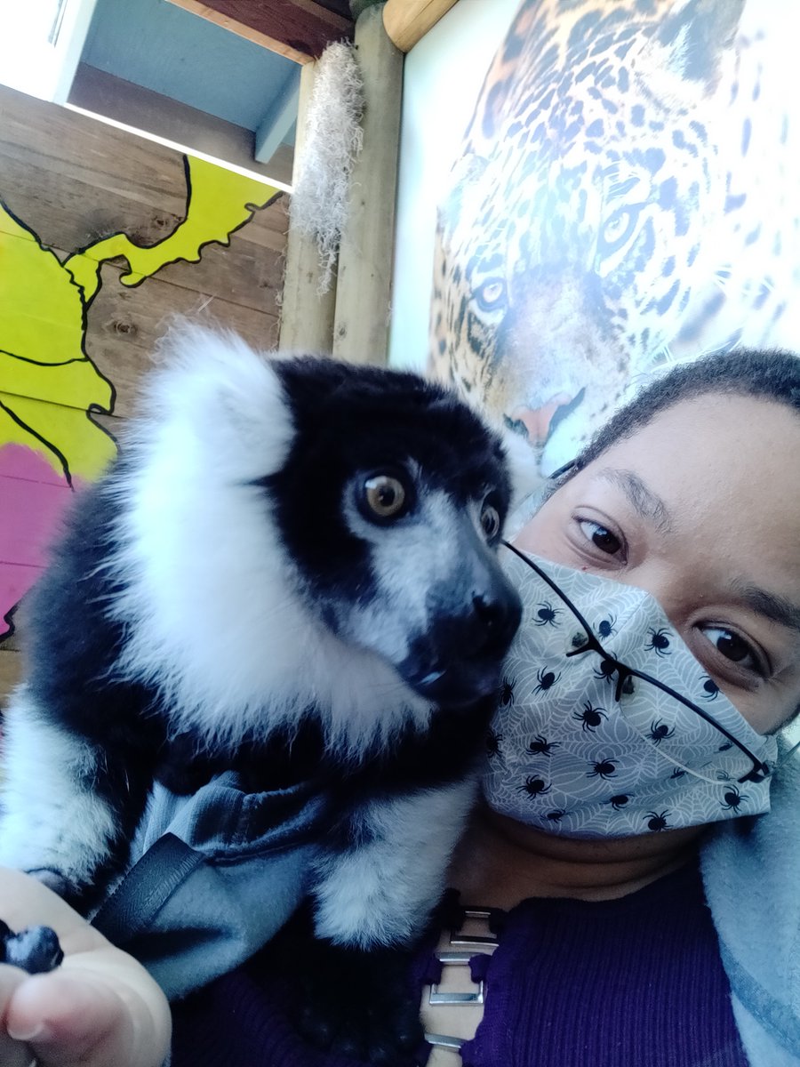 LunarphaseG's tweet photo. For me the highlight of the trip was the Sonoma Sloth house where We got to feed a couple of sloths, hold an armadillo, touch a caymen, and I got a Selfi with an Indri Lemur!
#sloths #armadillo #caymen #indrilemur #streamer #vacation #familytime #familyvacation #vacation https://t.co/3o8j8W2ZHD