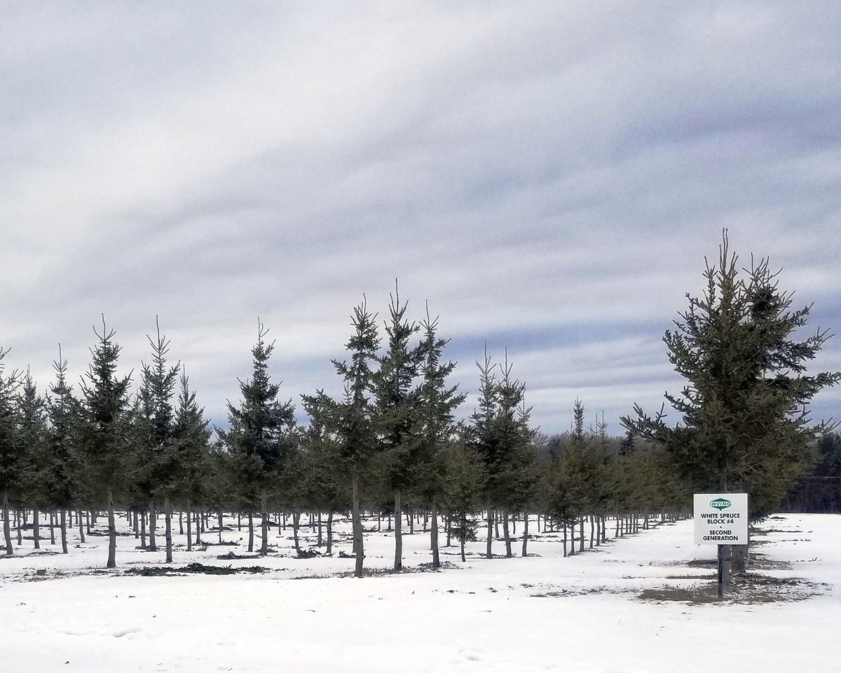 GenomeAtlantic's tweet photo. “Trees are slow to breed and grow, but genomics allows us to move faster,” Josh Sherrill @jdirvinglimited . Genome Atlantic: Writing the code for regional innovation and commercial success (https://t.co/9AMJJ94IIU ) Jan 2022 @AtlanticBus #GenomicsCanHelp https://t.co/ly4L8hEwsd