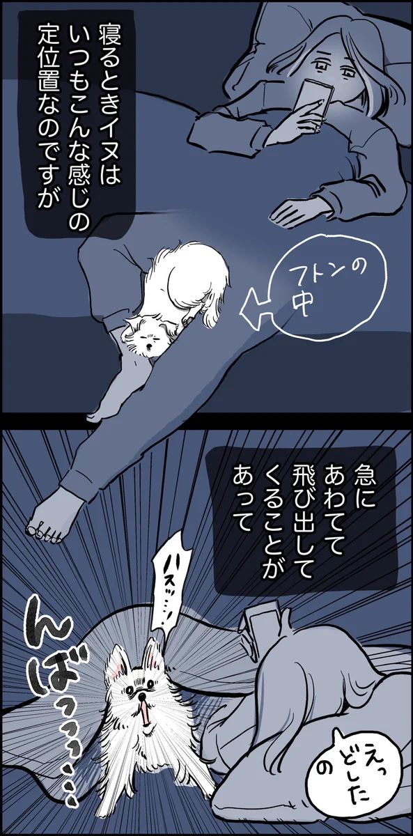 イヌから疑いの目で見られていた話。私は悪くないにもかかわらず！