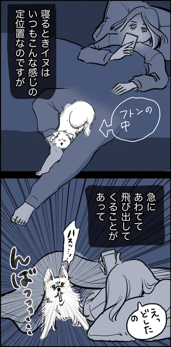 私は悪くないにもかかわらず、イヌから疑いの目で見られていた話😭💥 
