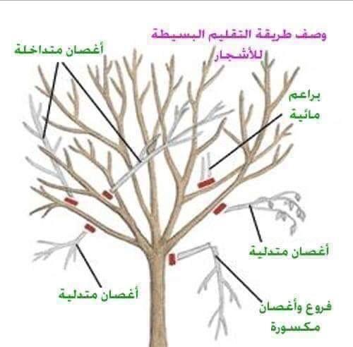 حسام القايد ..مهندس زراعي tweet media