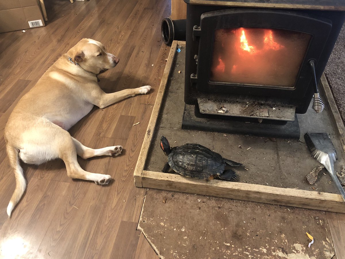 gomer2323's tweet photo. Their happy places. #AlaskaPets #TurtleYoga https://t.co/37UgpiybU3