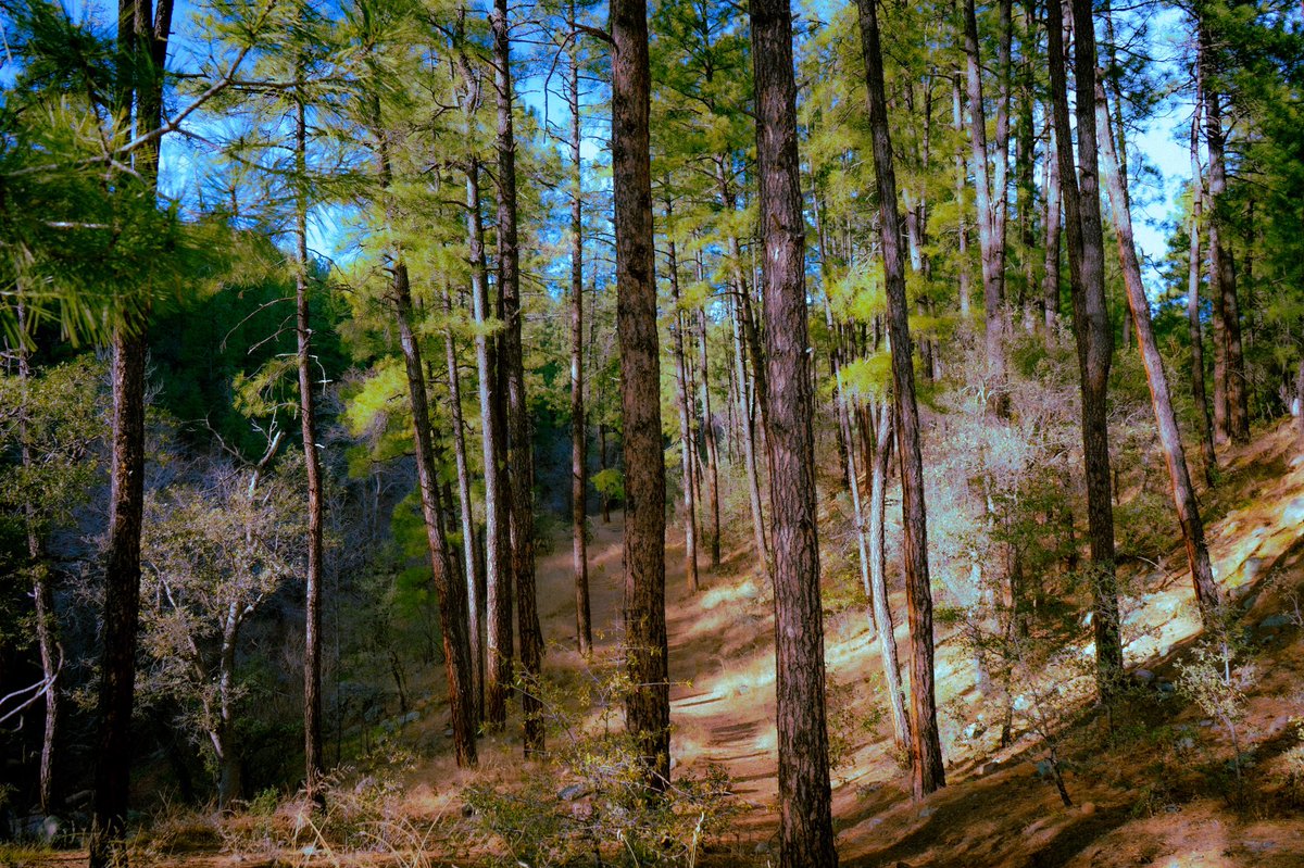 James_Elevens's tweet photo. Trees in different places https://t.co/iPG2XFNNZ0