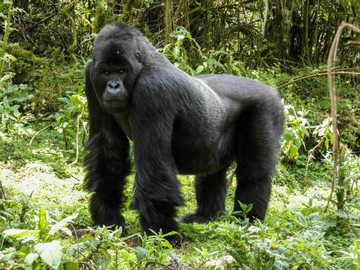 SavingGorillas's tweet photo. This is 13 year old silverback, Ntaribi! Can everyone say hey to this big guy! 👋
#gorillas #nature #silverback

📸: James Munyawera https://t.co/hL8ExukDJH