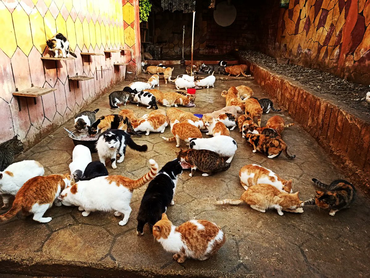 SyrianSora's tweet photo. A new year now and we have entered our 8th year to take care of the animals feed them and take care of them healthy and saf These animals were rescued as a result of mistreatment of homelessness hunger and disease
Please donate via PayPal
❤🙏🐈‍⬛🐕😻👇
https://t.co/ospIf0SNI4 https://t.co/qbsp722FSI