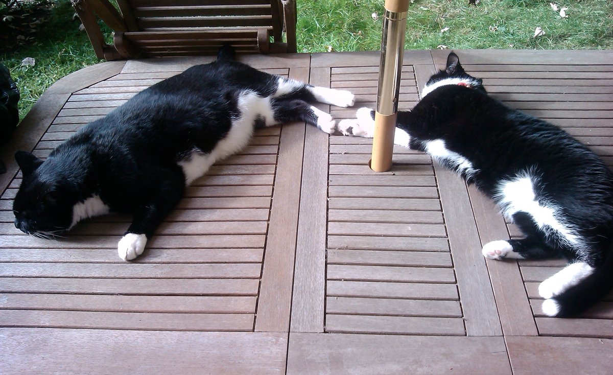 MrMoustacheCat's tweet photo. HI MOGYOGGIES! NEXT #MOGYOG POSE ON MON 7 FEB at 8pm UK time is da #WAVE pose!😺🌊

Fur dis pose, flex ur body like u is a #wave in da sea! 
In 1st pic me an sisfur is calm waves. In 2nd pic, I's a big wave in choppy seas! 😹🌊💙

Dis pose is great fur posture, core an spine!😹🧘‍♂️ https://t.co/NpnTWR7OXc