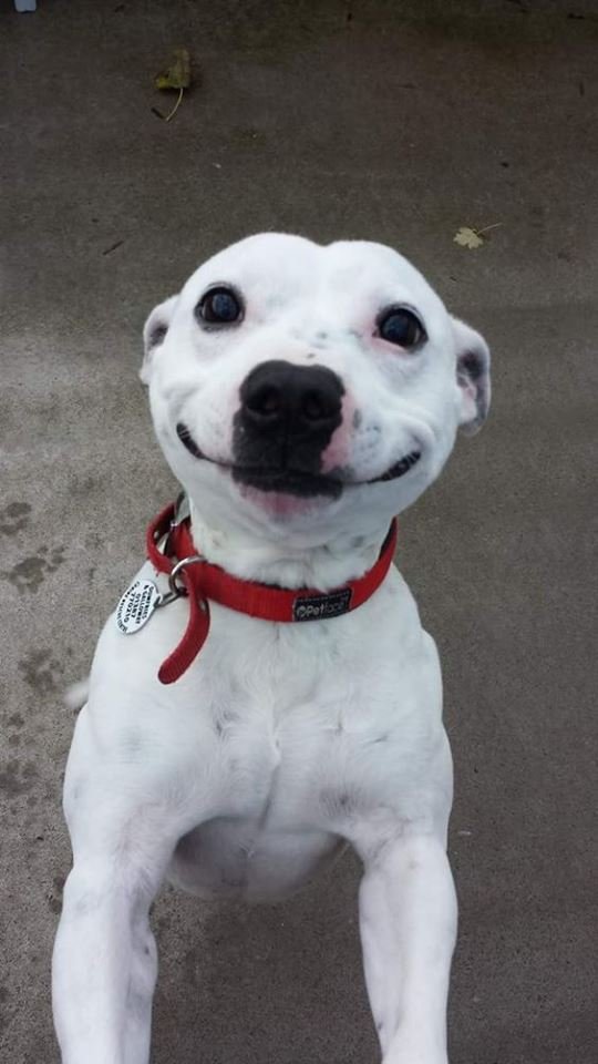 ask_decor's tweet photo. Be like me smile makes them wonder what you are up to. Visit https://t.co/Oyl9hL5Ikq" Things work out the best for those who make the best of how things work out" WE can help work things out https://t.co/E4nfbFJUeo