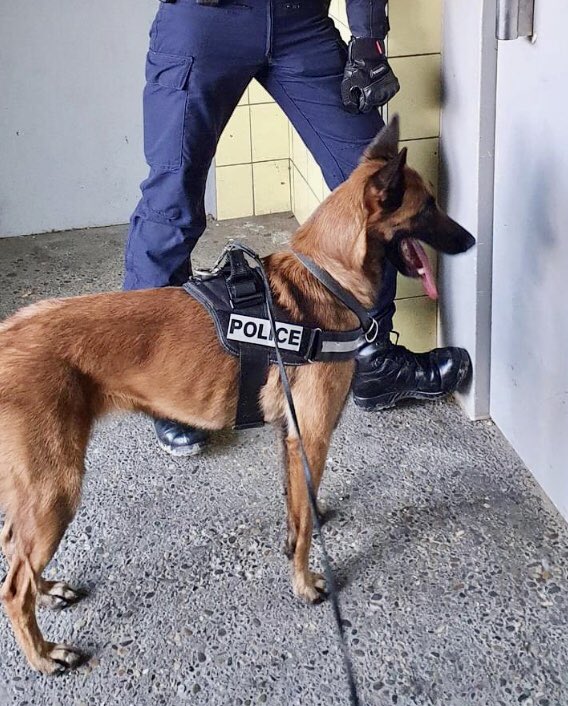 Prefet84's tweet photo. #AntiStup #Avignon @PoliceNationale 1ère opération de l’année pour Opium chienne stups #DDSP84 Des produits et de l’argent saisis Contre tous les trafics ; on lâche rien ! @Interieur_Gouv https://t.co/Xun407rEz8