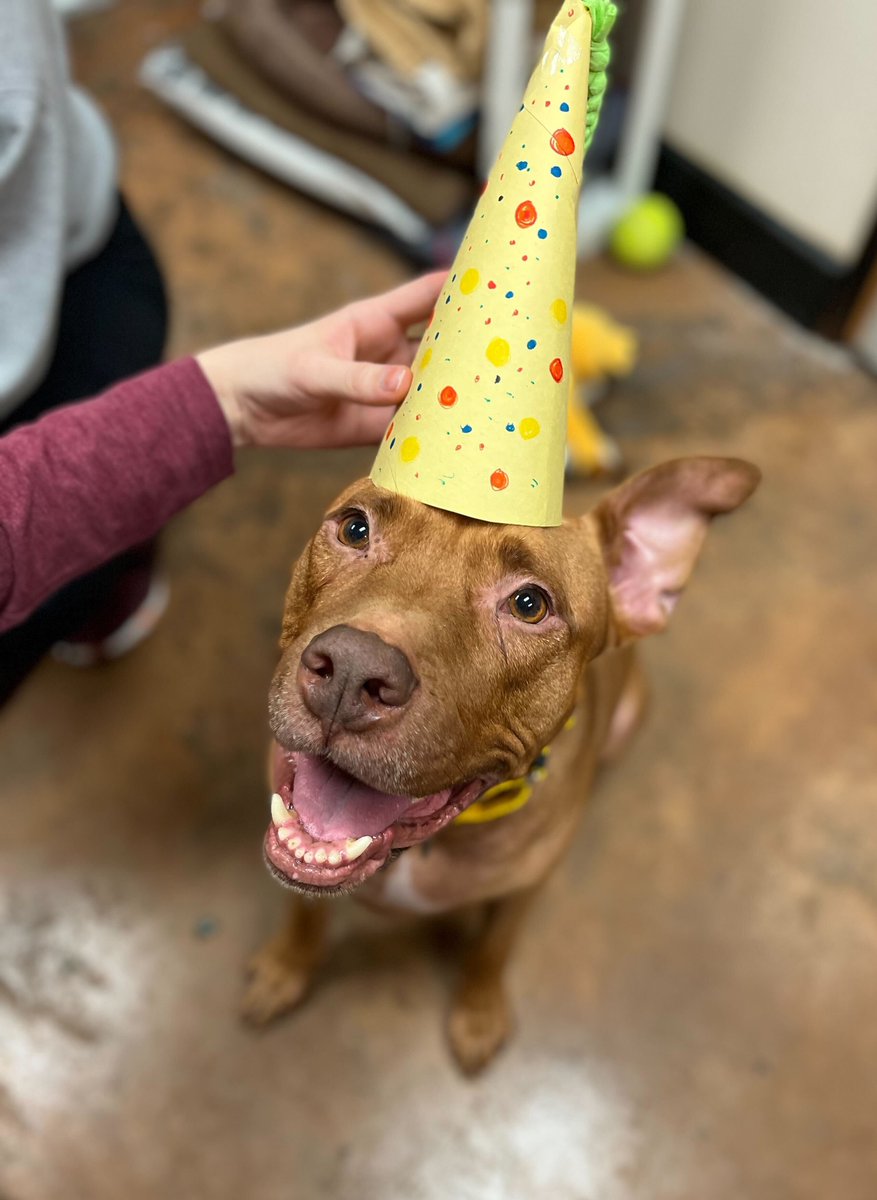AntiCruelty's tweet photo. Cliff just celebrated his 6th birthday surrounded by all of his favorite staff members—party hats included! Cliff loves our staff but is hoping for a family to call his own. 
Come visit Cliff at our Everyday Adoption Center in PetSmart South Loop! #adopt 
https://t.co/ezrqjpRm7v https://t.co/0TfizgerFn