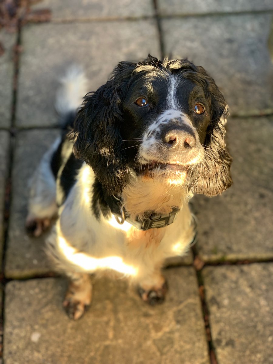 HantsTVPolDogs's tweet photo. PD’s Patch and Ernie booking on for Hampshire. Last shift of the set before rest days 😎
#Teamnightshift #TeamPatch #TeamErnie https://t.co/CRZDaX9RFo