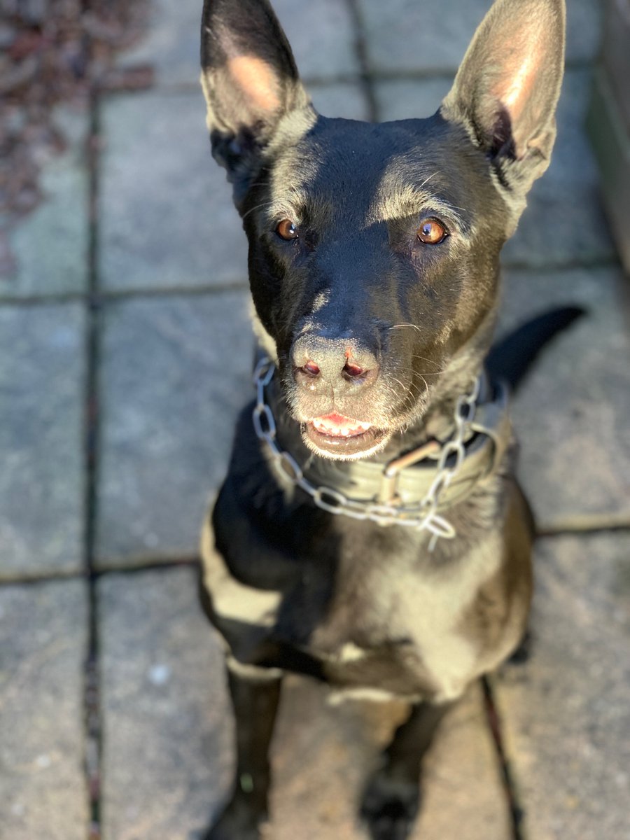 HantsTVPolDogs's tweet photo. PD’s Patch and Ernie booking on for Hampshire. Last shift of the set before rest days 😎
#Teamnightshift #TeamPatch #TeamErnie https://t.co/CRZDaX9RFo