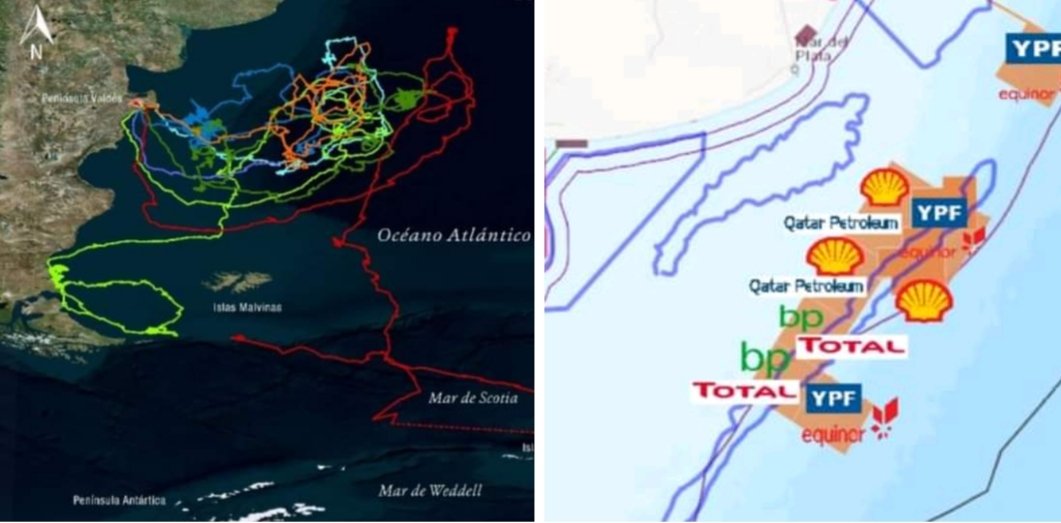 A la izquierda, rutas de ballenas francas monitoreadas. 
A la derecha, zonas de exploración para la explotación de hidrocarburos.

¿Cómo no predecir un desastre?

Link de la nota:

laizquierdadiario.com/Diego-Taboada-…