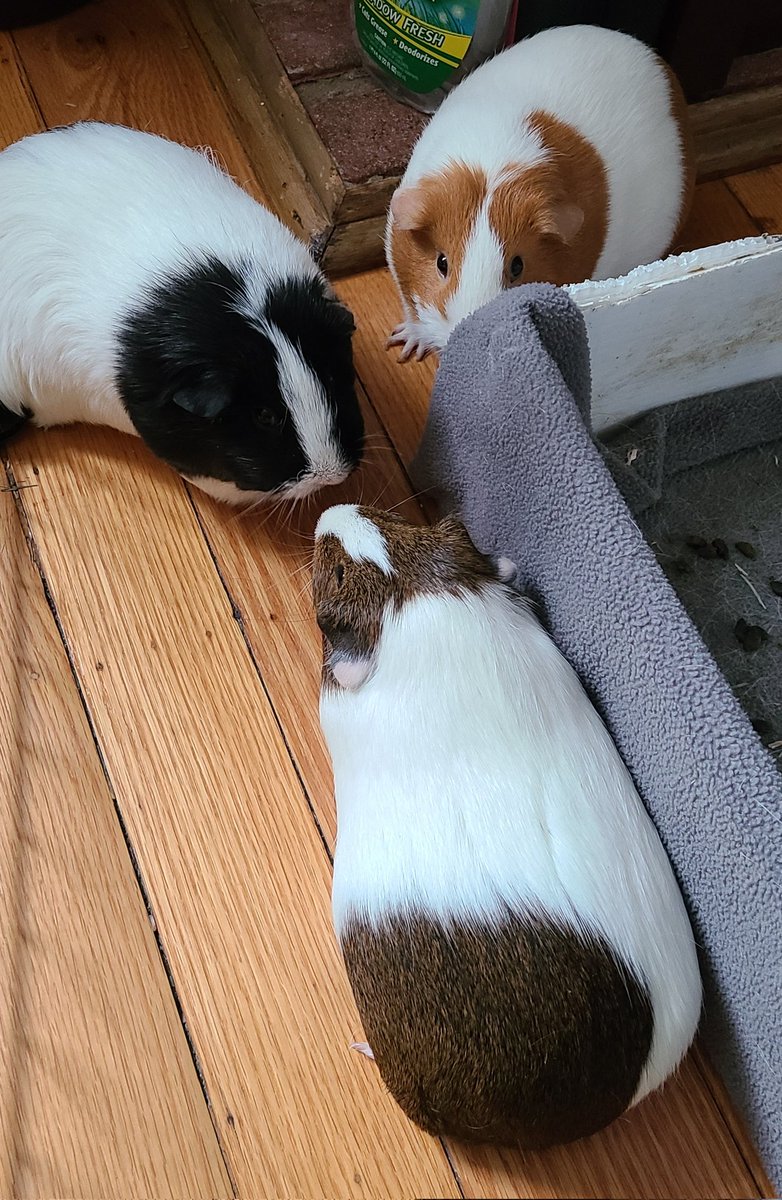 DAISYLittleOne1's tweet photo. #plottingourescape or #plottingworlddomination? https://t.co/v5budhNtLO