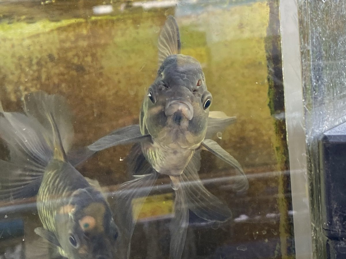 金魚 スポンジフィルターの使い方や効果 おすすめの商品を解説 きんぎょりうむ