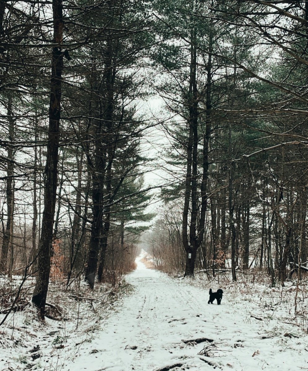 PetherInsurance's tweet photo. Going for nature walks is the best way to clear the mind! #freshair #winterwalks #snow #petherinsurance #desjardinsinsurance #torontoinsurance https://t.co/PGHb5QYBlK