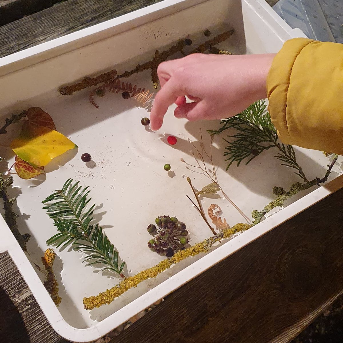 I quite like this co-created idea using the outdoor learning classic piece of equipment: the white tray. We third filled with water, gave it a lichen twigged frame and made a landscape scene. We've set it out in the garden: what will await us tomorrow? #outdoorlearning