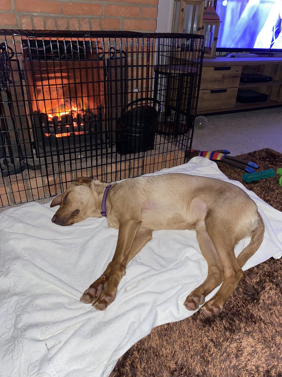 Milliemonx's tweet photo. Been to puppy crèche and I am one tired puppy https://t.co/LO0OMZtvYk