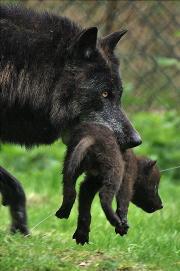 Good Wolf (@goodwolfpac) on Twitter photo 