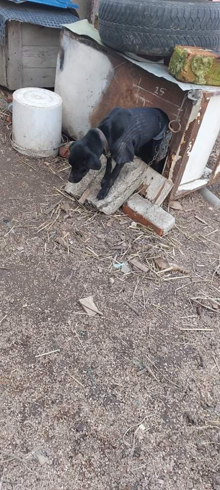 Paws2RescueUK's tweet photo. Another life saved from a shocking life on her chain today. She had been beaten and abused, but she is still so trusting with our rescuers. https://t.co/AAbzmUqqcF