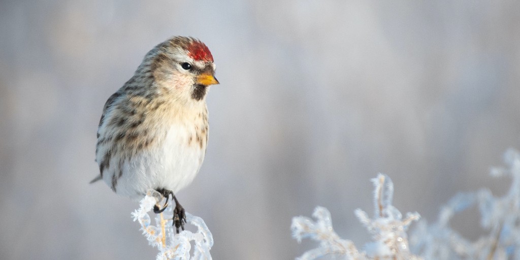 MichiganAudubon's tweet photo. It's #NationalBirdDay and we are so excited thinking about the birds we are going to see in 2022. 

What species are you hoping to experience this year?

📸 Common Redpoll © Emily Tornga https://t.co/Y62GrDzqix