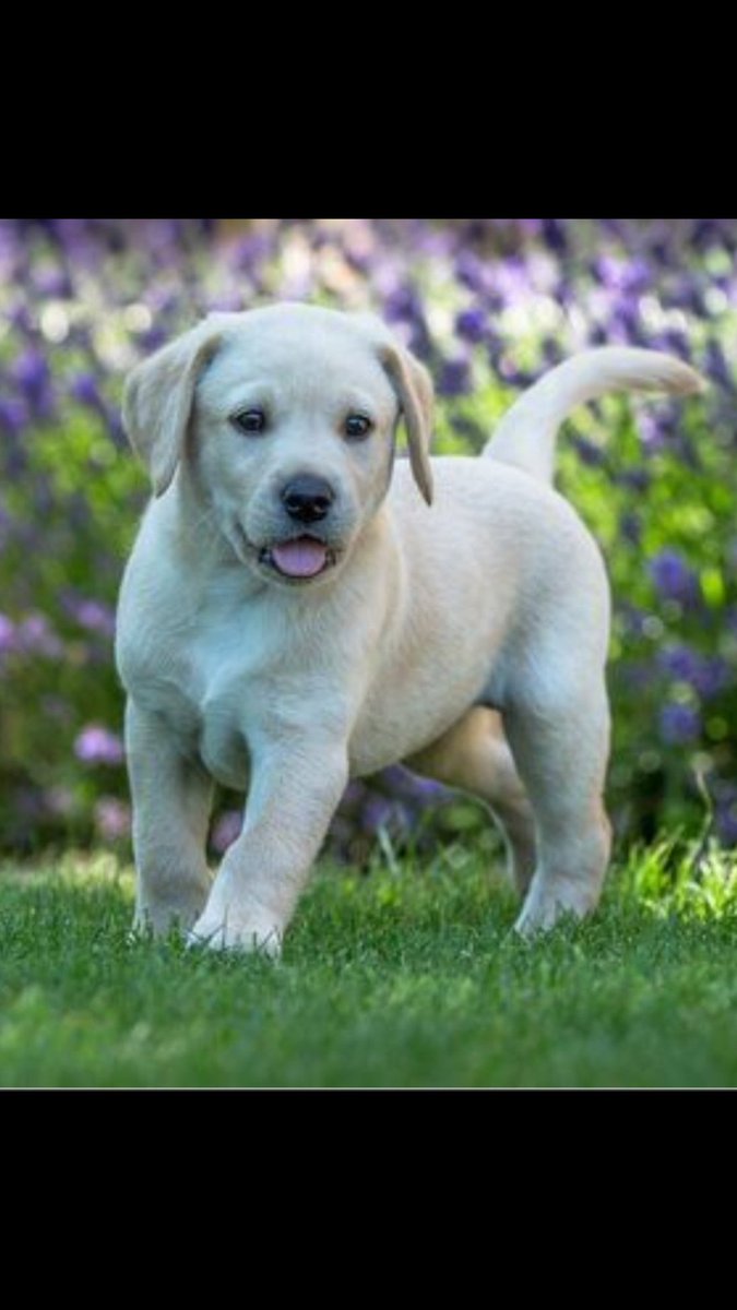 #Köpeklerşehrinsüsüdür