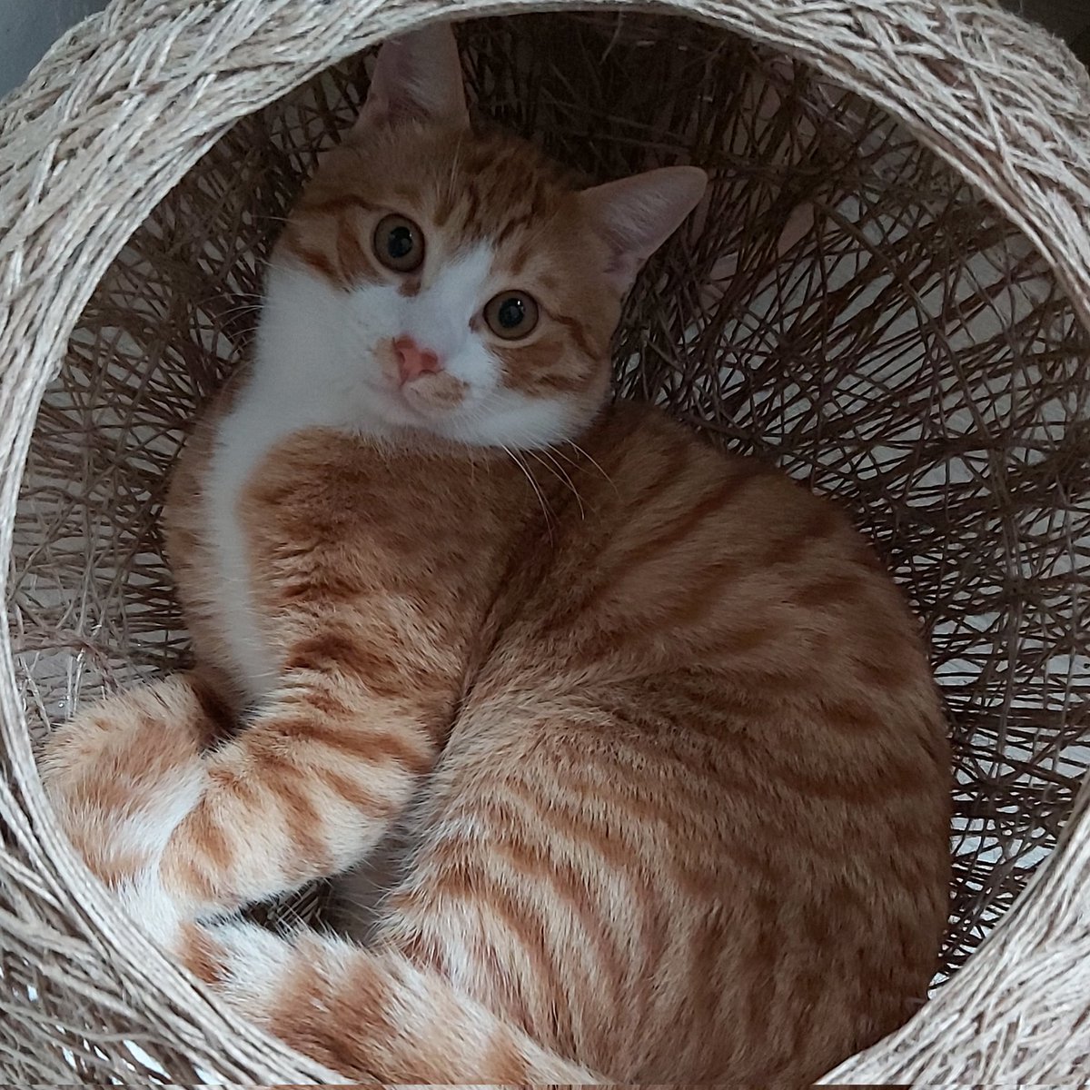 C vitaminim portakal #kedi