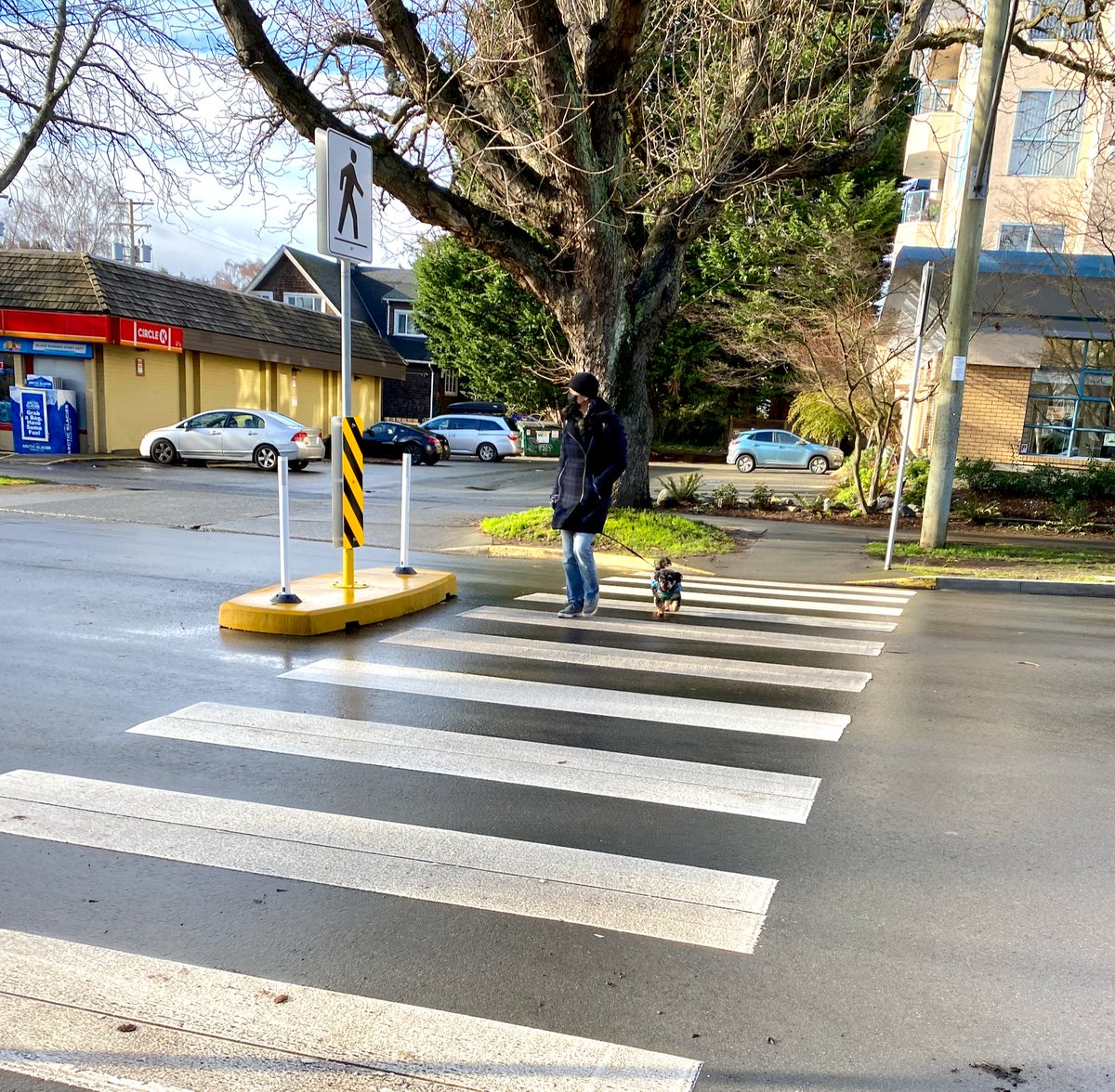LorneDaniel's tweet photo. I like the quick, inexpensive improvements in pedestrian safety that @CityOfVictoria is making with these prefab concrete diverters (& signage): creating mid-crossing refuges & slowing drivers on turns.
#VisionZero #walkability
@WalkOnVictoria @VicPlacemaking @TMMGuerrero https://t.co/OxcqPh5Paj