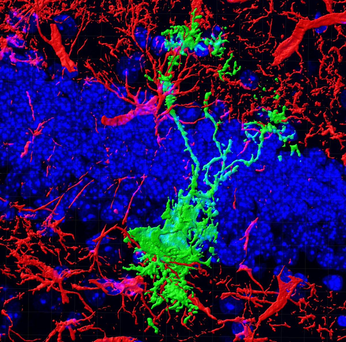 Excited to share our study identifying a transcriptional regulator of neural stem expansion in the adult hippocampus.  Led by <a href="/NannanGuo/">Nannan Guo 郭楠楠</a> Yu-Tzu Shih and superb collaborators  <a href="/kmcglia/">Kelsey McDermott</a> and @BrainSpectrum
 1/n
doi.org/10.7554/eLife.…  <a href="/eLife/">eLife - the journal</a>