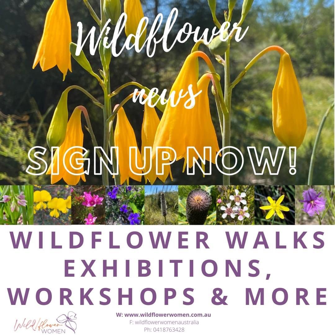 noosagirl's tweet photo. In these bleak times, this is one way I’d like to share a little hope &amp; joy! Nearly 8 months waiting but my permits to offer SEQ wildflower walks are through - hoorah! working on a program for the next few months so sign up for e-news to keep up to date!  https://t.co/xjeH0vxdOW https://t.co/GQomrVTTYd