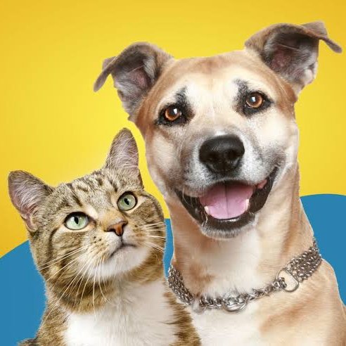 updatecharts's tweet image. Papa Francisco critica famílias que substituem filhos por cães e gatos: "Hoje vemos uma forma de egoísmo. Vemos que alguns não querem ter filhos."