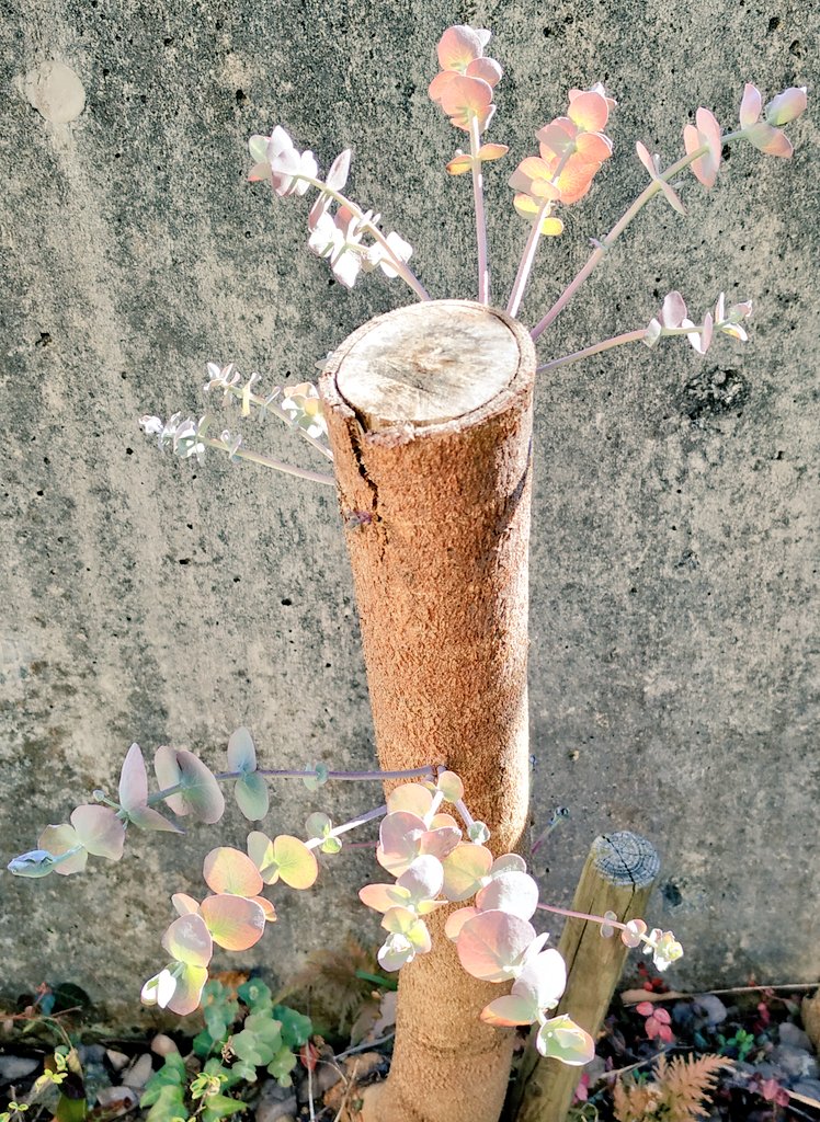 Twitter 上的 とじまる こんにちは 庭木 挿し木 ユーカリ 激おこ通信 Produced By Ficusalice 強剪定されて激おこ のユーカリさん 寒さで成長ストップ 春に向けて力を蓄えている予感 剪定枝の一部を挿し木して3ヶ月が過ぎましたが 枯れることなく