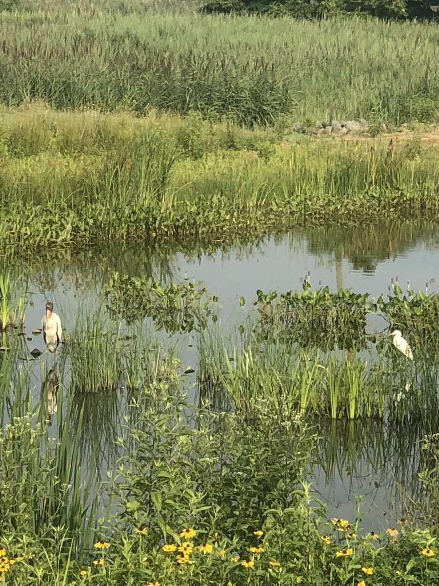 No better time to tweet than #NationalBirdDay! Sharing one my favorite bird photos, and a not-so-good photo of my favorite birding experience. #ripwoodstork #birding #birds