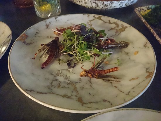 NikoVilhelm's tweet photo. @C0MPUTERGlRL fine dining at the lotus eaters https://t.co/ft3LJQjagA