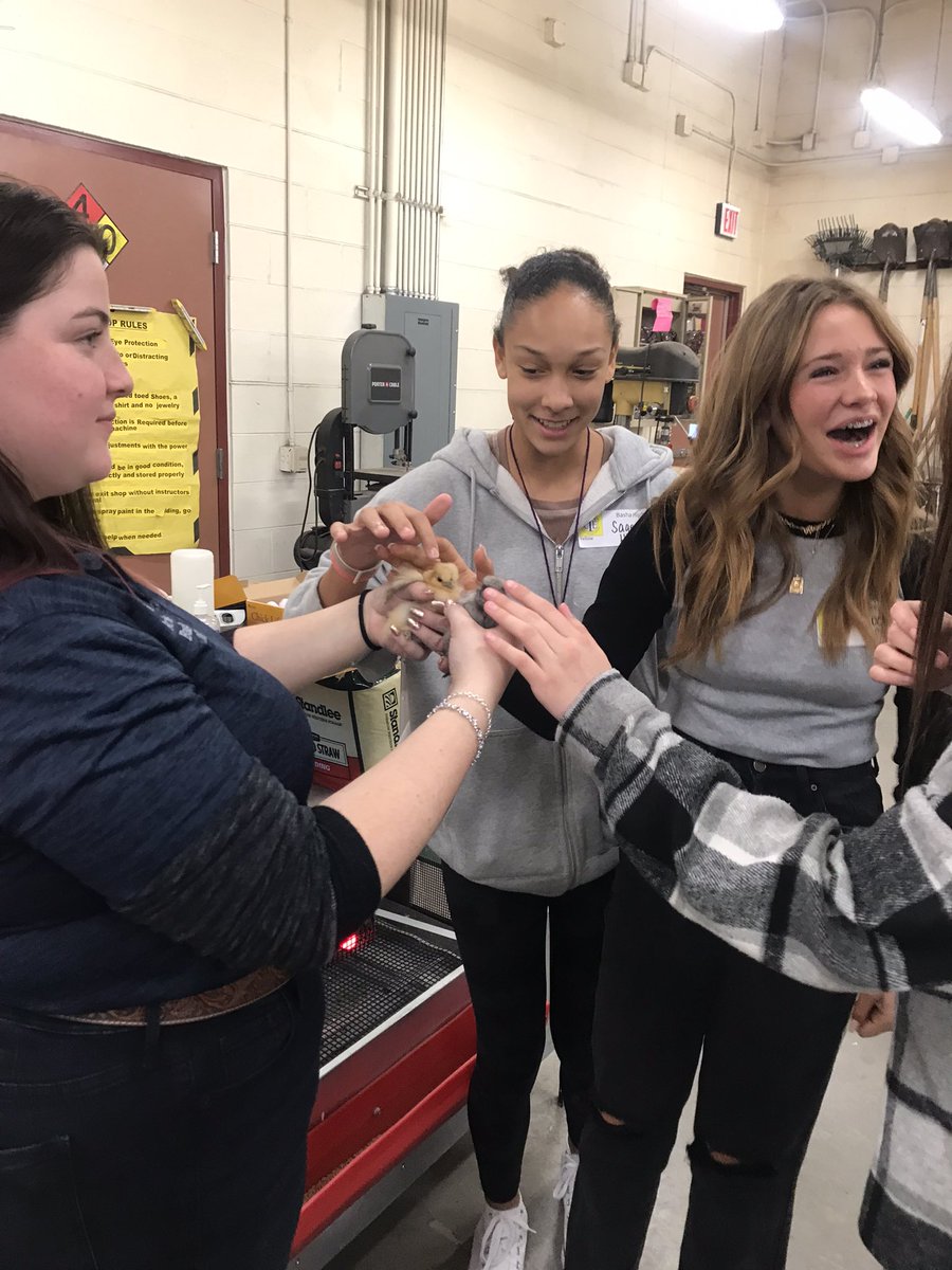 Basha FFA tweet media