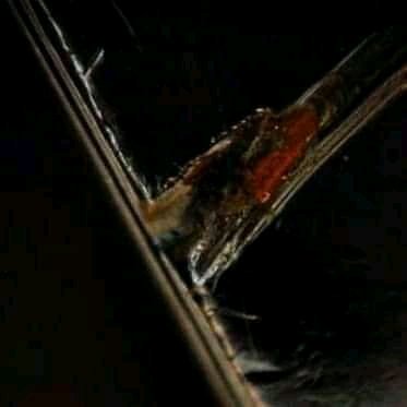 morgellons leicester UK. tweet media