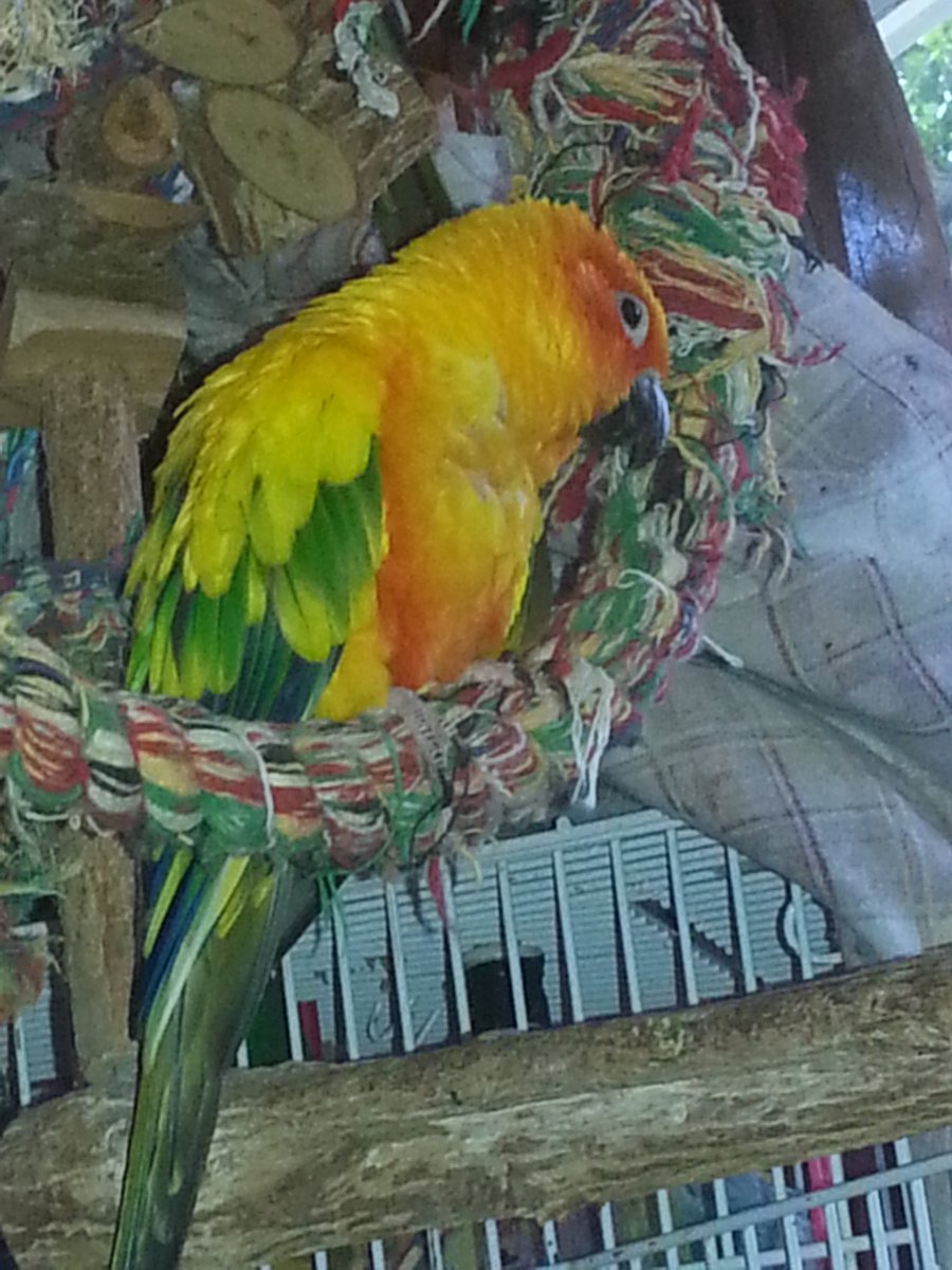 Wtay13's tweet photo. @AriaaJaeger One of birds.  I have 5 https://t.co/mlDk3WZfol