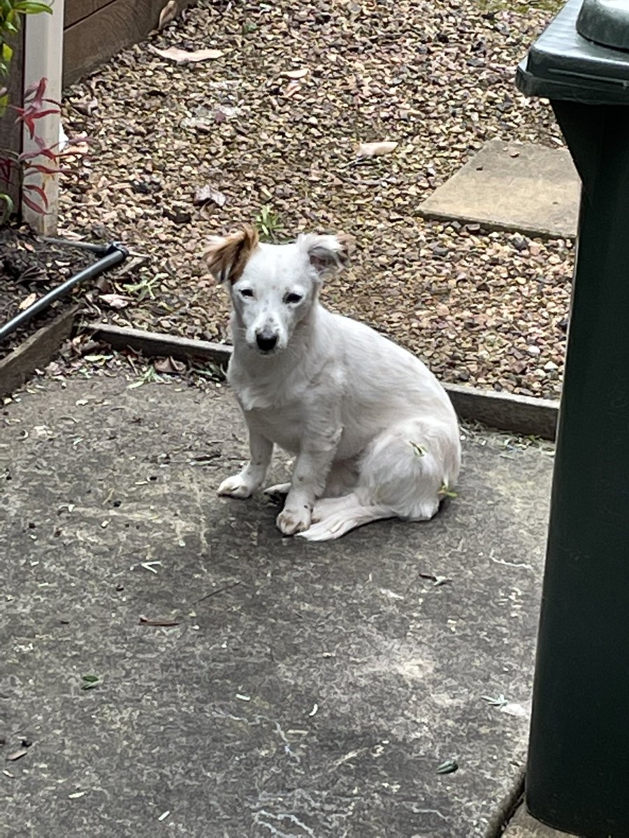 Flipltb's tweet photo. Help needed please - yesterday our Jack Russel, Poppy, ran into thick bushland at the back of the beach between Urquharts Bluff and Hutt Gully. She’s been missing since 12pm yesterday. If you can suggest any assistance to help find her I’d be forever grateful #anglesea #lorne https://t.co/poW3TwM0bR