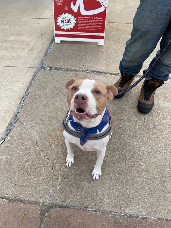 Foster Pet Outreach tweet media