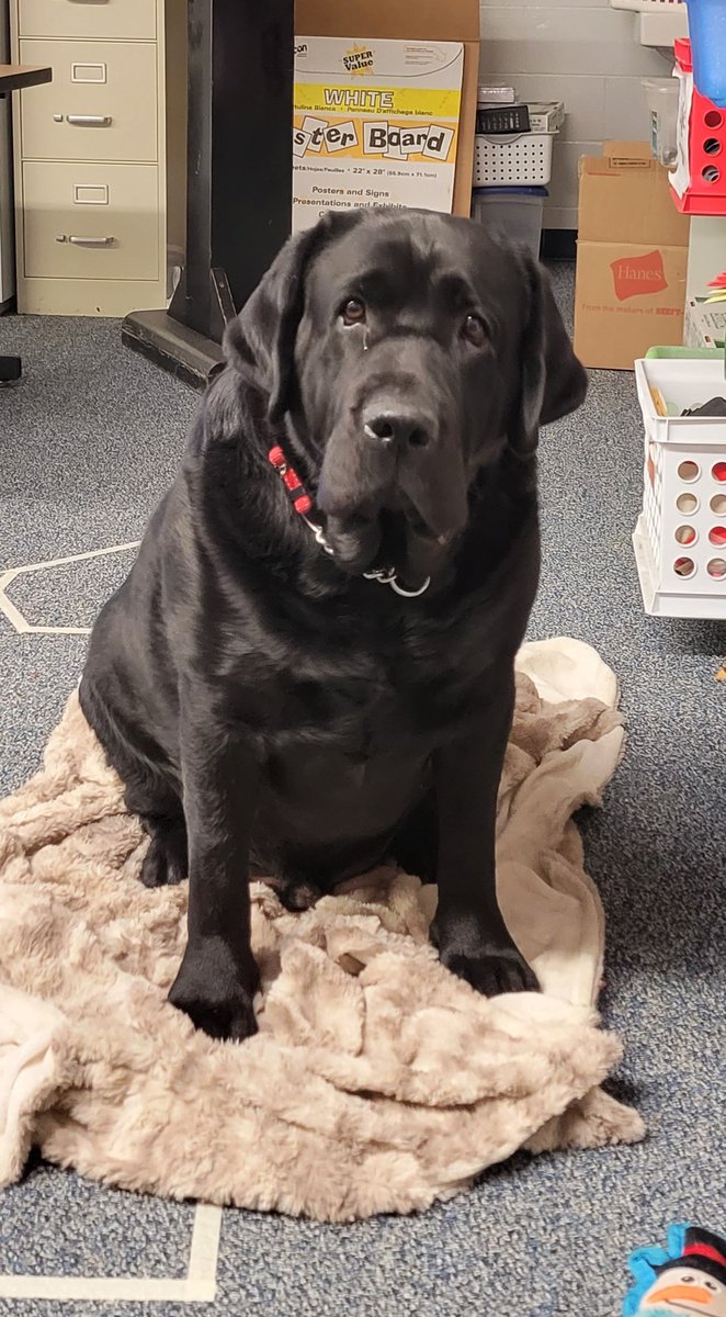 My Odin, who is a certified Therapy Dog has been coming to KHS this week while the kids are virtual to keep our staffs spirits up!   #SEL