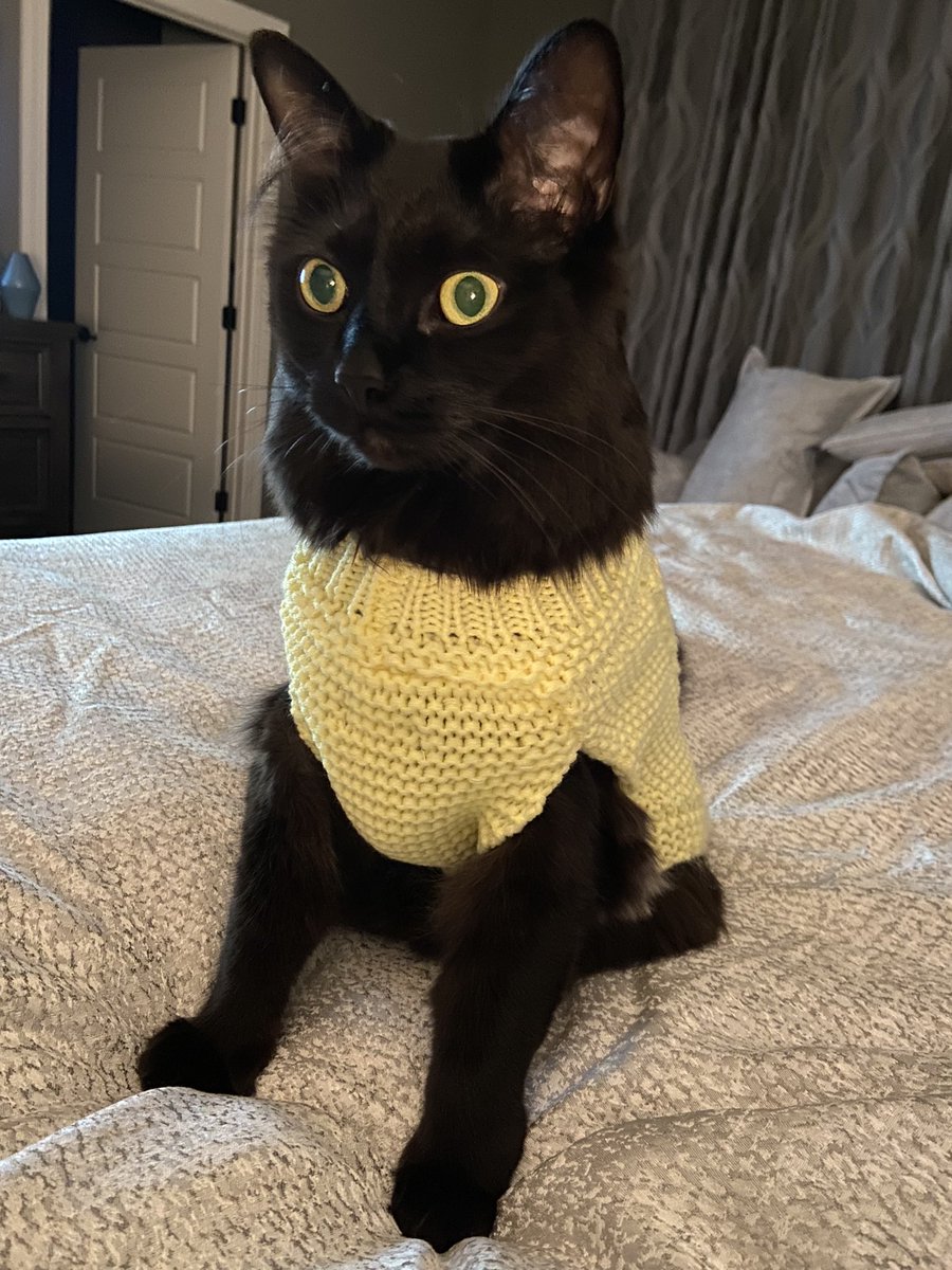 Dr. Soeder-Kolodey tweet media