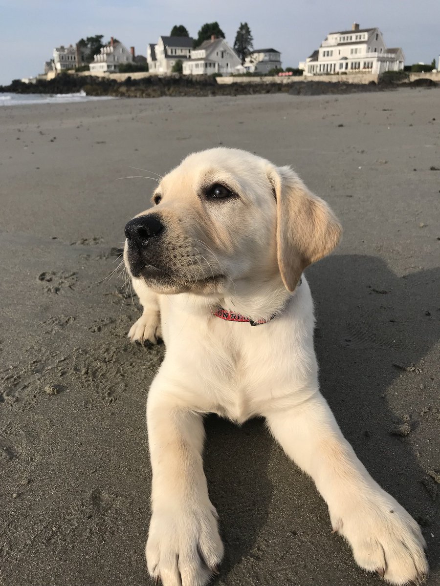 kinsellawarren's tweet photo. Holidays over, virus surging, and I’m hearing from a lot of folks who are having a tough time. So, here’s some Joey puppy pictures to help out. Hang in there. https://t.co/MxstDtXGSB