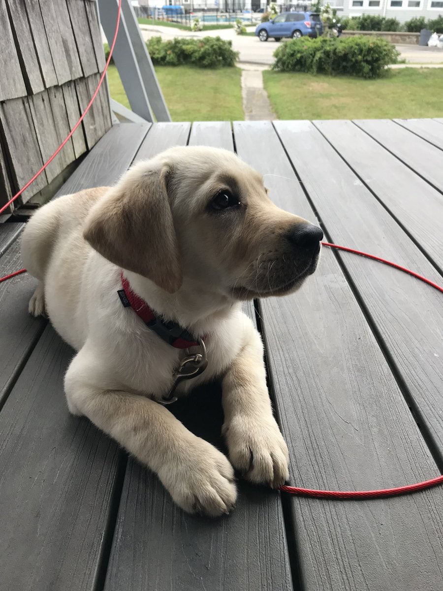 kinsellawarren's tweet photo. Holidays over, virus surging, and I’m hearing from a lot of folks who are having a tough time. So, here’s some Joey puppy pictures to help out. Hang in there. https://t.co/MxstDtXGSB