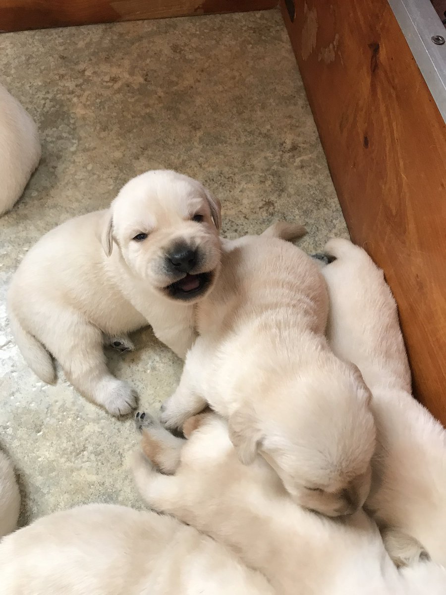 kinsellawarren's tweet photo. Holidays over, virus surging, and I’m hearing from a lot of folks who are having a tough time. So, here’s some Joey puppy pictures to help out. Hang in there. https://t.co/MxstDtXGSB