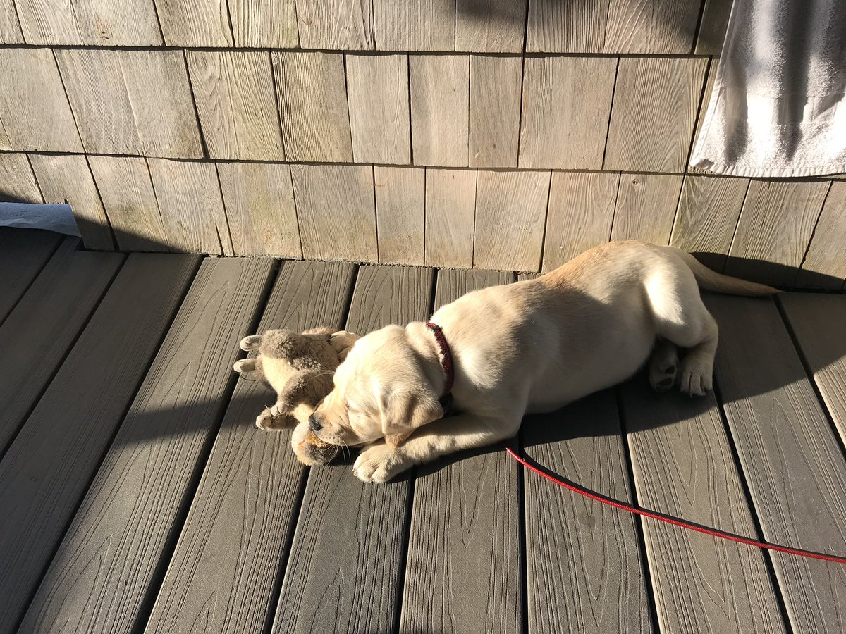 kinsellawarren's tweet photo. Holidays over, virus surging, and I’m hearing from a lot of folks who are having a tough time. So, here’s some Joey puppy pictures to help out. Hang in there. https://t.co/MxstDtXGSB
