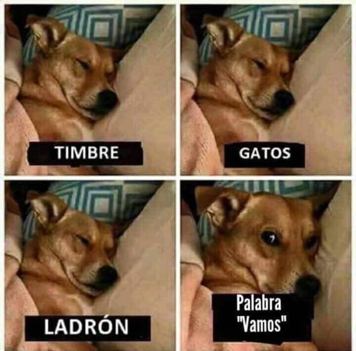 Les suena familiar? 🐾🐾